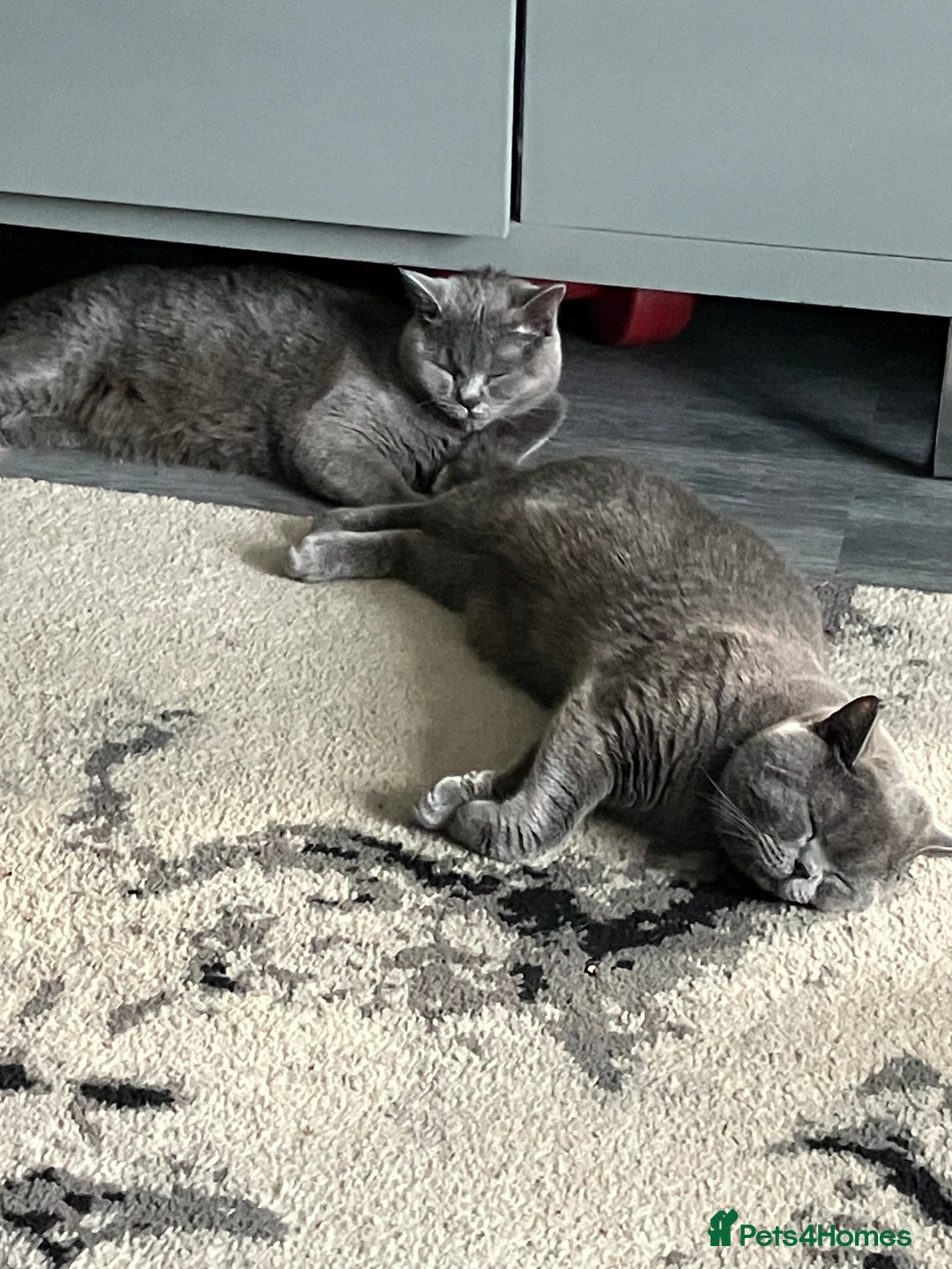 British Shorthair cats for sale: Beautiful British shorthair female kittens - Image 13