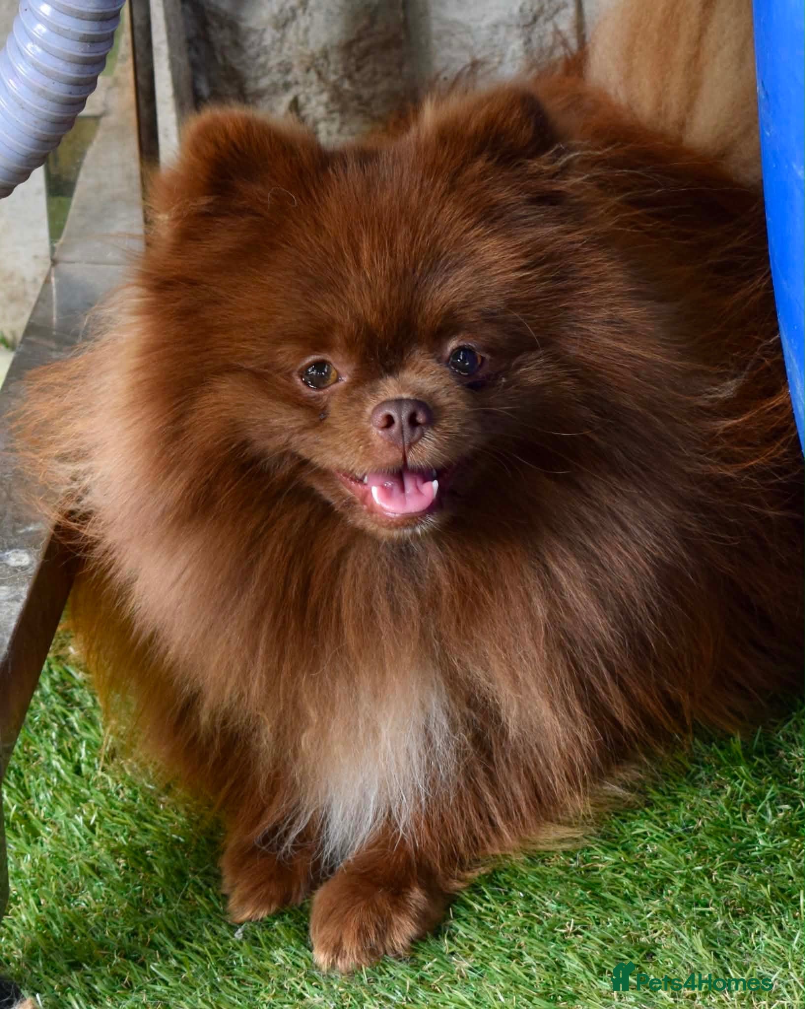 Pomeranian dogs Chocolate male pom - Advert 9