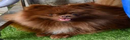 Pomeranian dogs for sale: Chocolate male pom - Advert 1