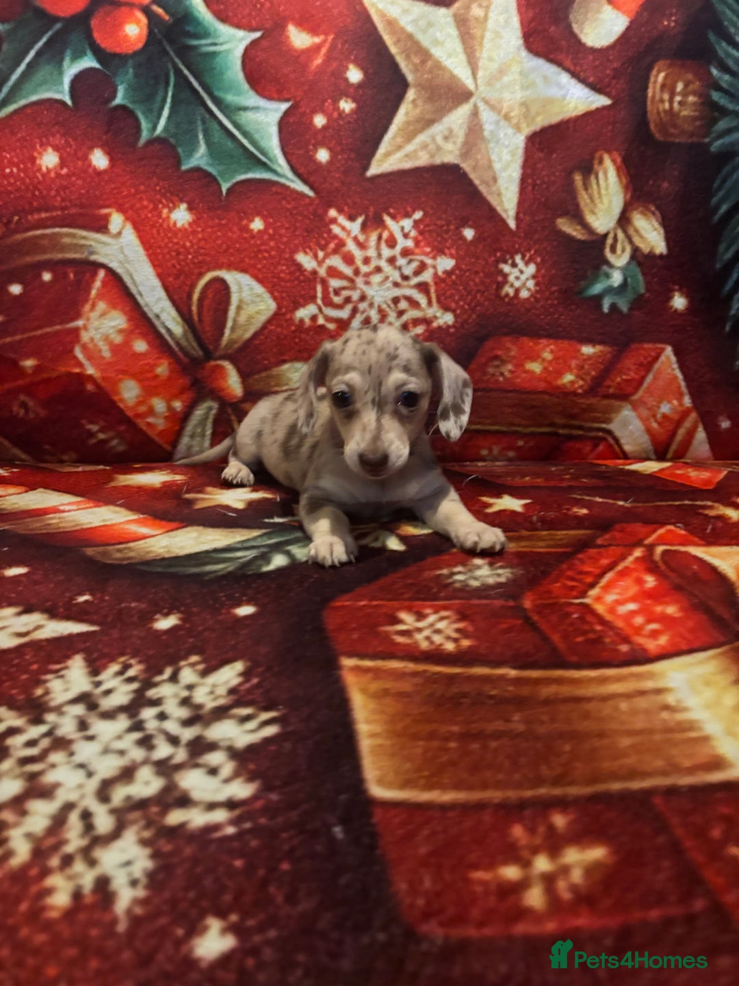 Miniature Dachshund dogs for sale: Miniature Dachshund puppy ,Ready  - Advert 5