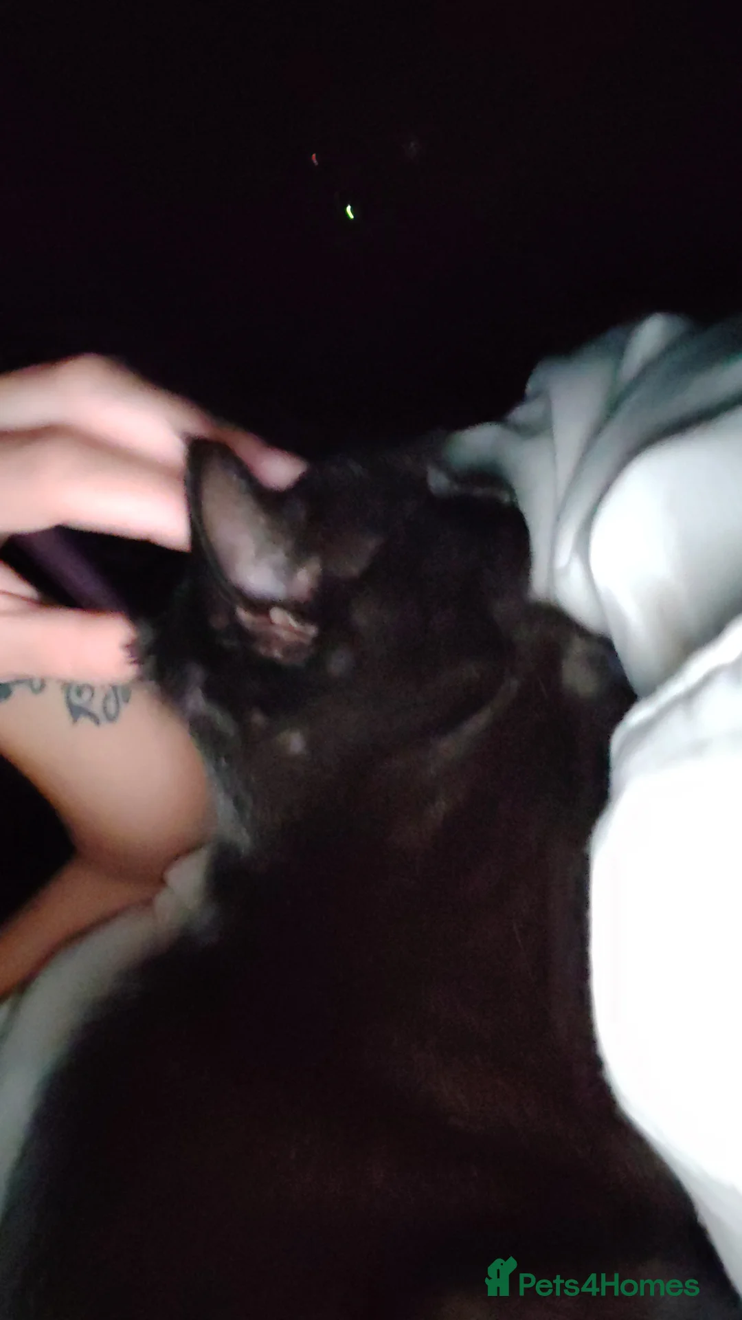 Mixed Breed cats for sale: Mixed breed cat for sale.  in Great Yarmouth - Advert 2