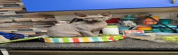 Sphynx cats for sale: 2 yr old blue point sphynx - Advert 5