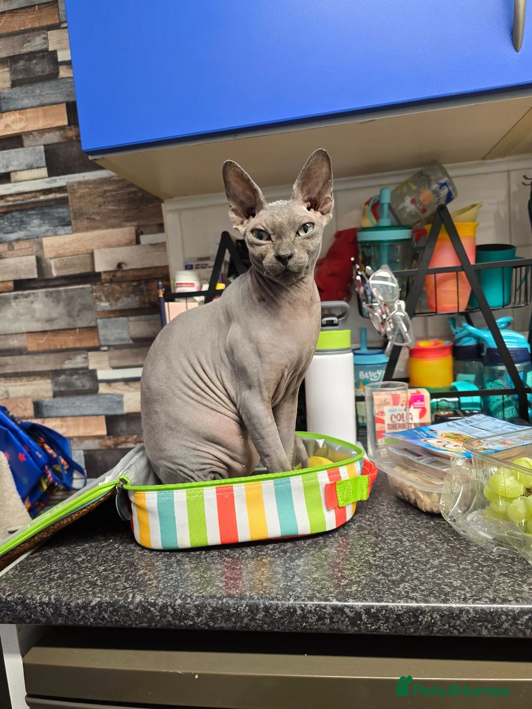 Sphynx cats for sale: 2 yr old blue point sphynx - Advert 5