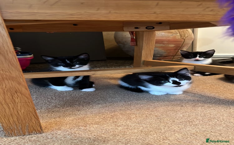 Domestic Shorthair cats - Advert 1