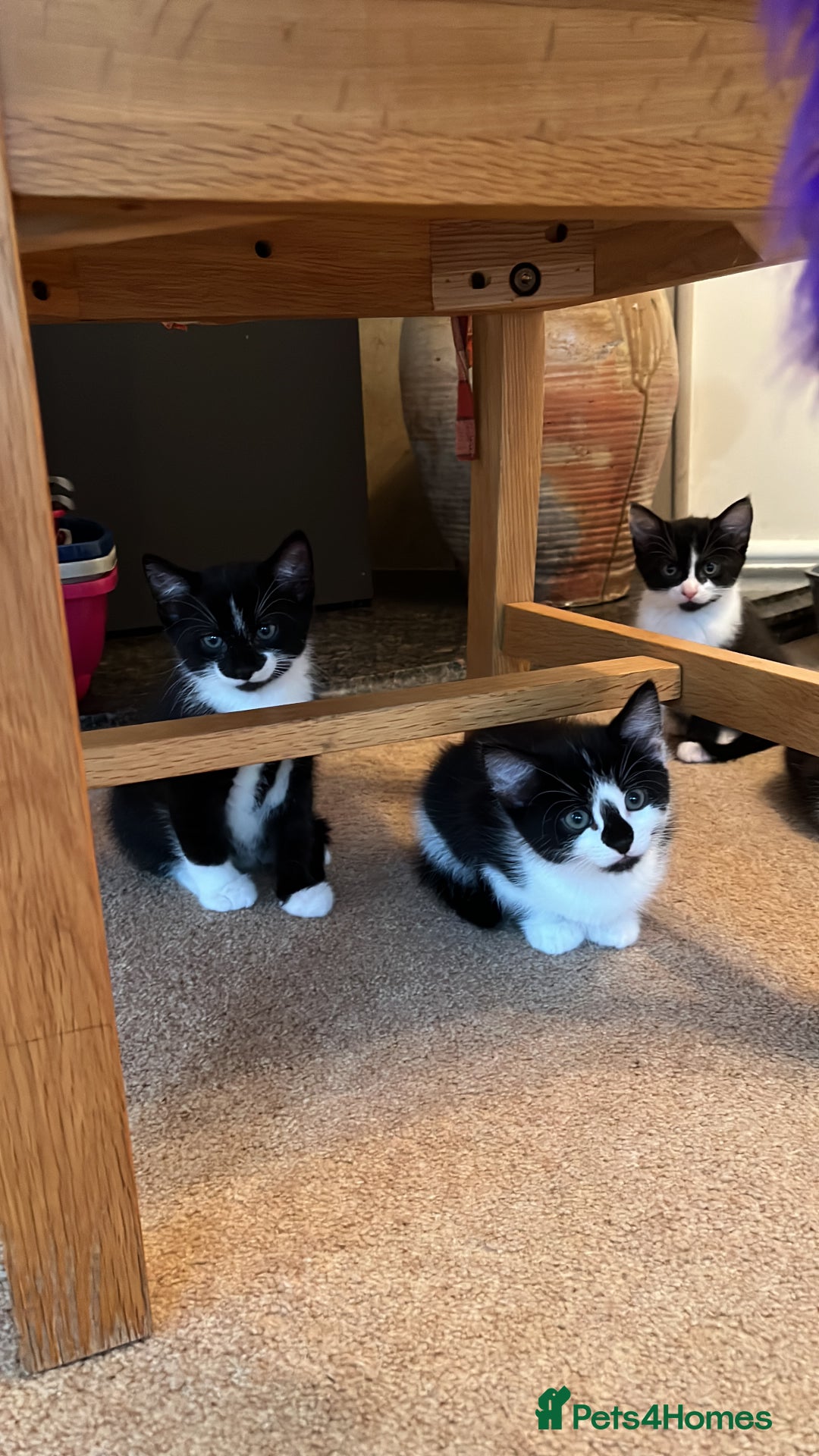 Domestic Shorthair cats for sale: Kittens Black and white gorgeous markings - Image 1
