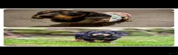 Miniature Dachshund dogs for sale: 7 stunning miniature dachshunds (sausage dog) in Warrington - Advert 16