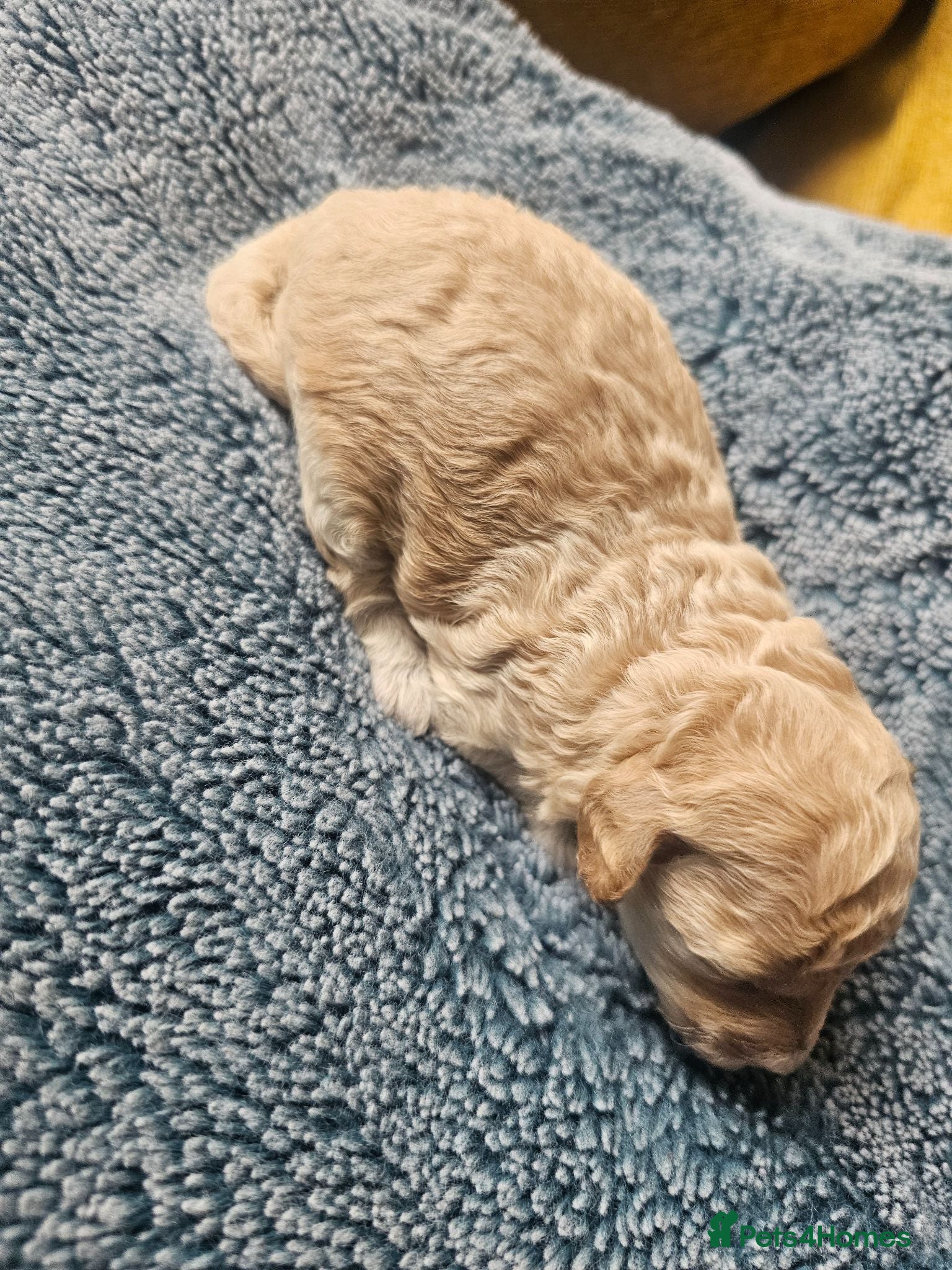 Miniature Poodle dogs Apricot miniature poodle - Advert 9