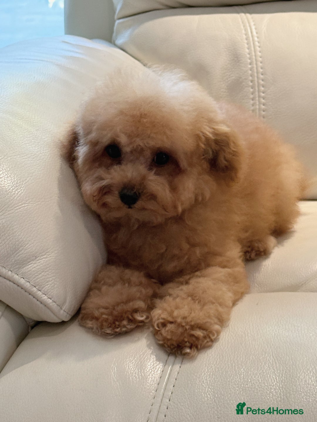 Toy Poodle dogs for sale: Asian Tiny Toy Poodle girl - Image 3