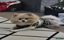 Pomeranian dogs for sale: Two lovely pups - Image 4