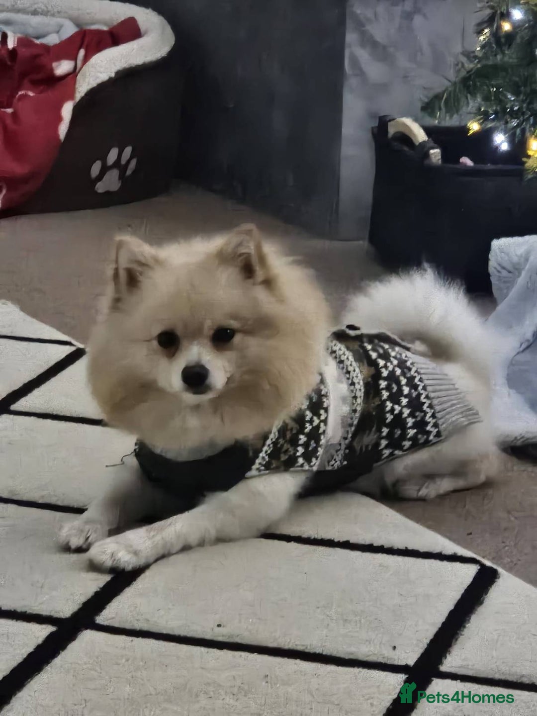 Pomeranian dogs for sale: Two lovely pups - Image 4