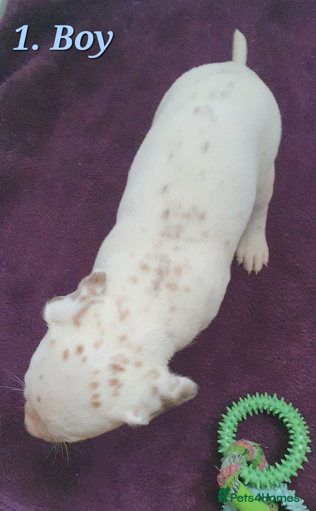 Mixed Breed dogs for sale: English/American Staffy Pups - Image 2
