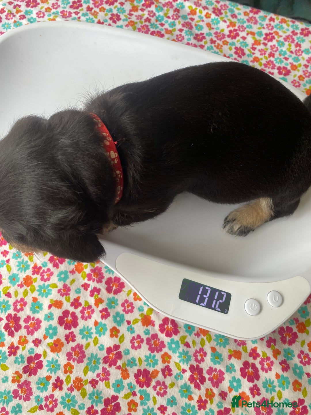 Mixed Breed dogs for sale: Doxie - chon puppies for sale - Image 6