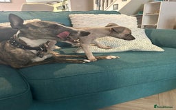Mixed Breed dogs for sale: 2 Italian Greyhound x Whippet Pups for Sale  - Image 10