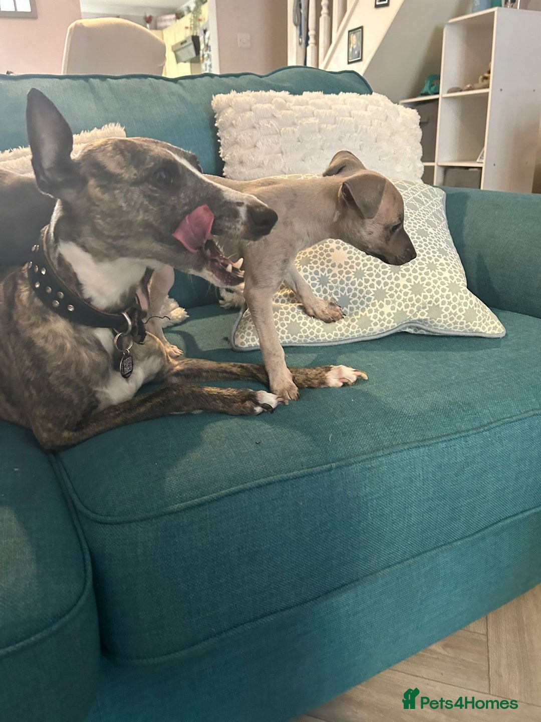 Mixed Breed dogs for sale: 2 Italian Greyhound x Whippet Pups for Sale  - Image 10