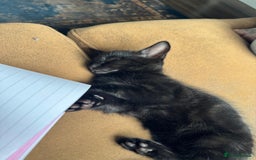 British Shorthair cats for sale: 2 beautiful kittens looking for a forever home.  - Image 7