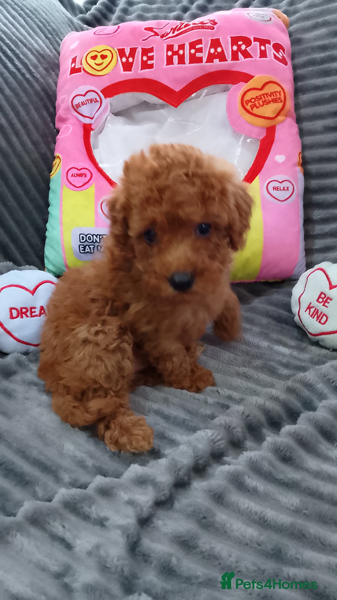 Miniature Poodle dogs for sale: Miniature red poodles 2💙2🩷 - Image 17