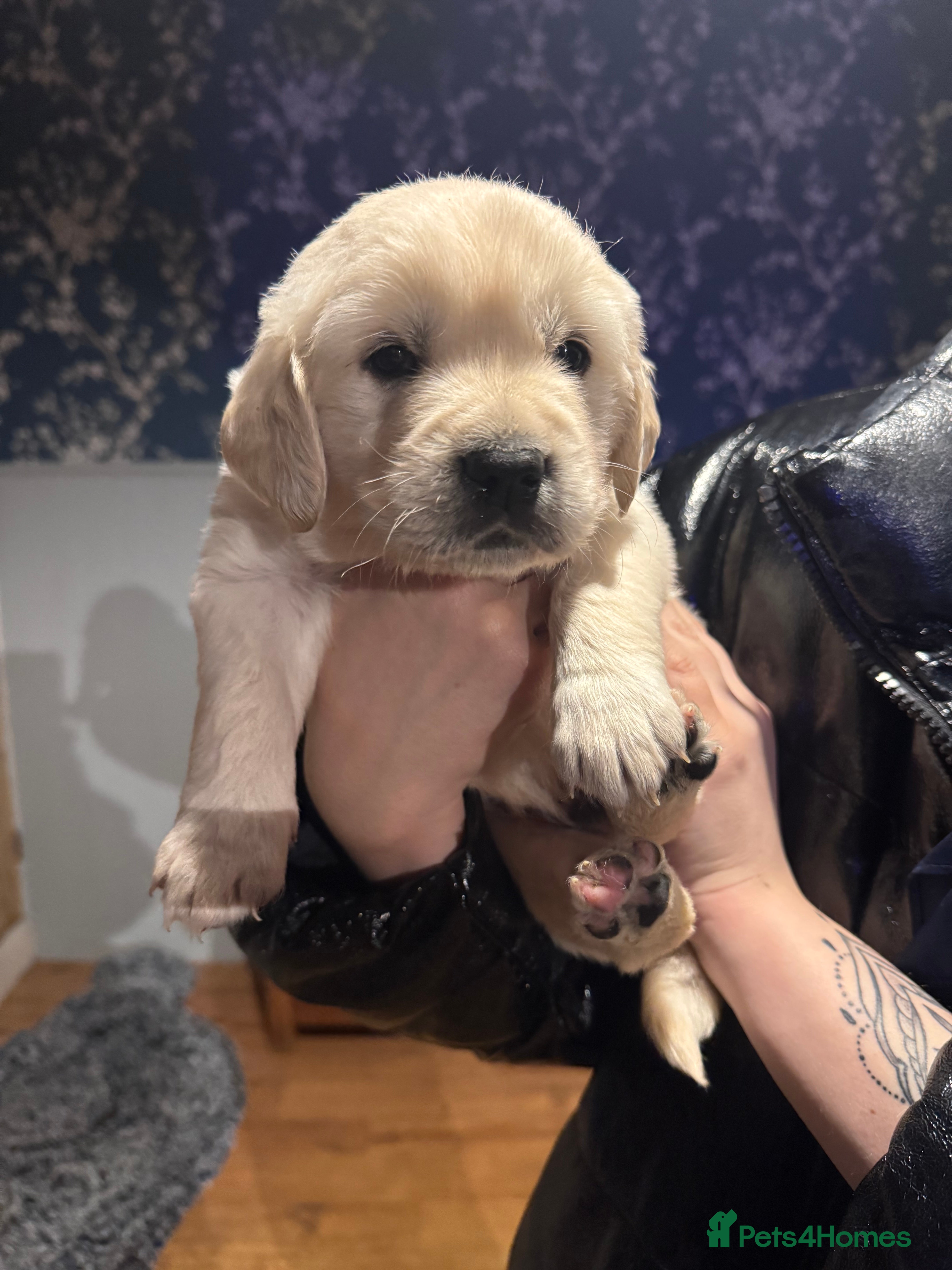 Golden Retriever dogs Stunning pale Golden Retriever puppies  - Advert 6