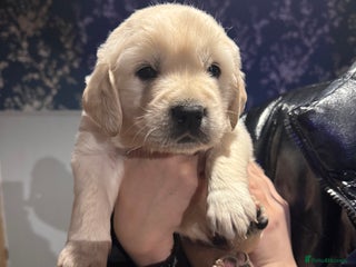 Golden Retriever dogs Stunning pale Golden Retriever puppies - Advert 6