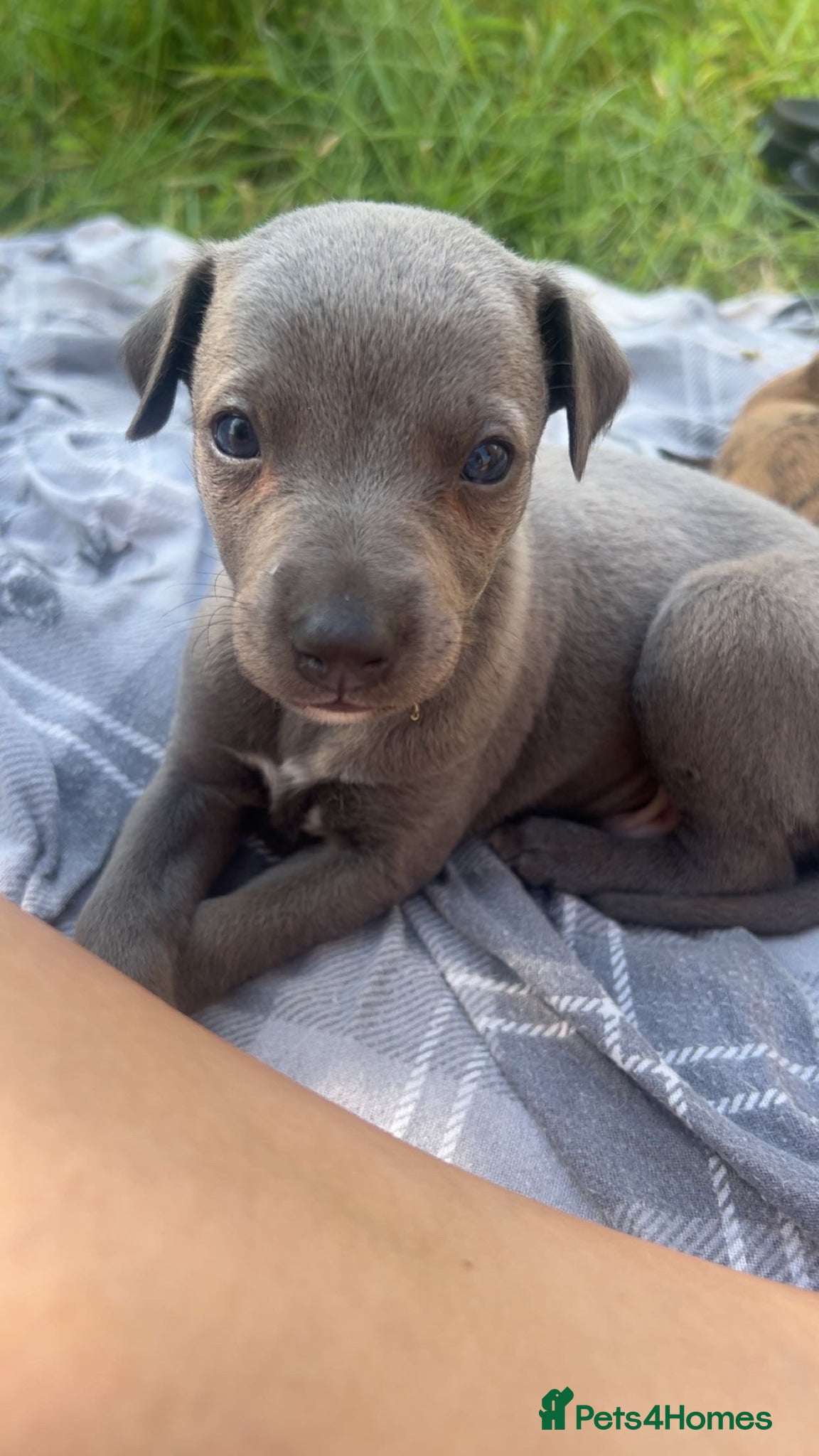 Whippet dogs for sale: Whippet puppies - Advert 11