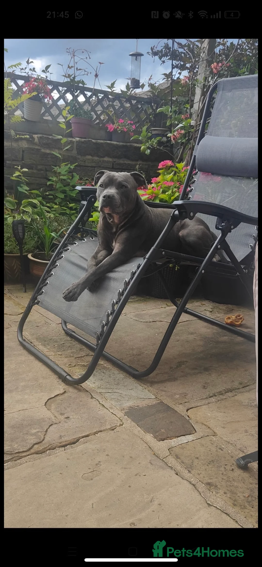 Staffordshire Bull Terrier dogs for stud: KC Registered Staffy Stud available  in Holmfirth - Advert 8