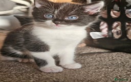 Mixed Breed cats for sale: 5 beautiful kittens - Image 5