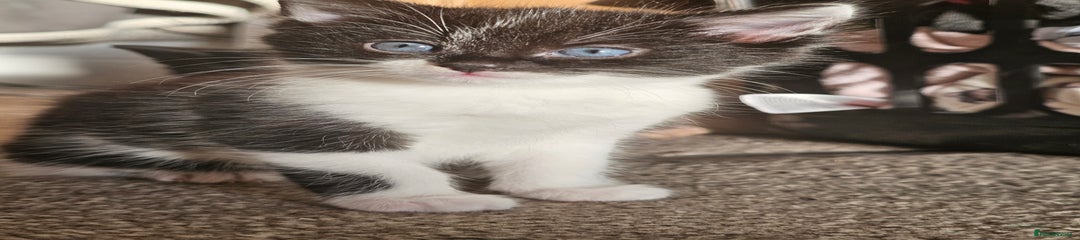 Mixed Breed Kitten 1