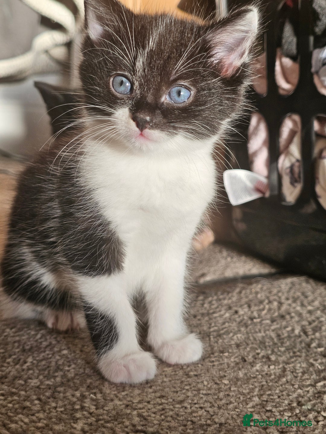 Mixed Breed cats for sale: 5 beautiful kittens - Image 5