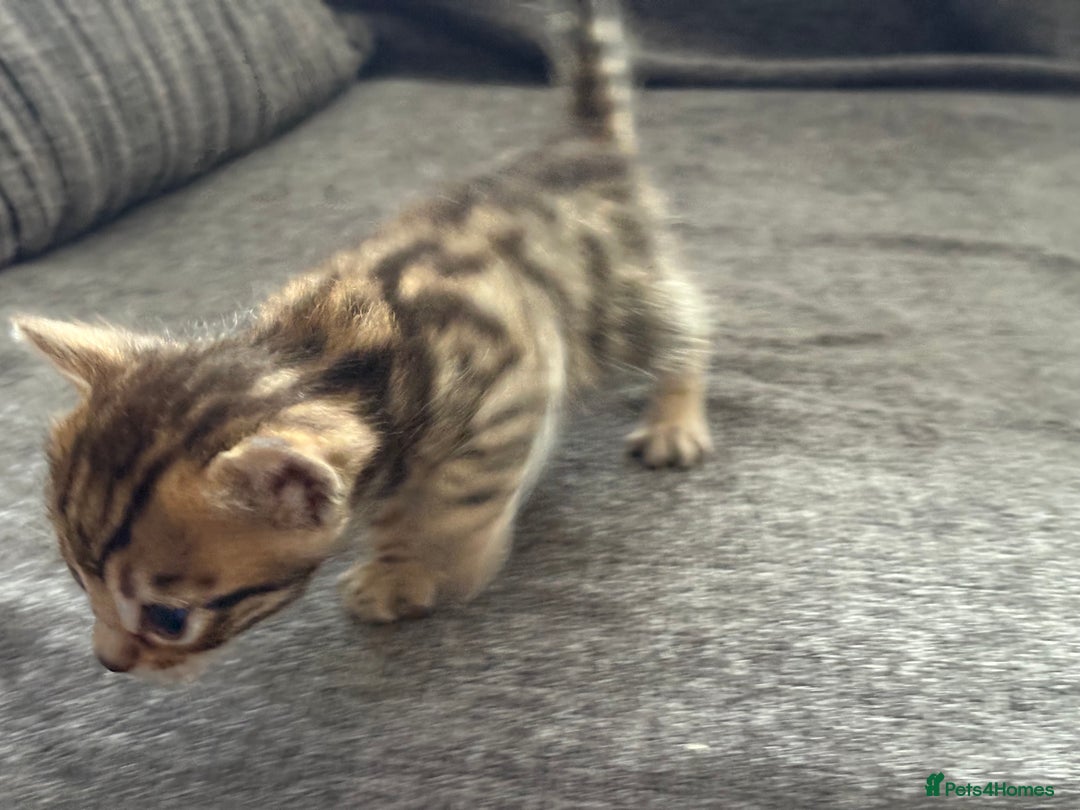 Bengal cats for sale: Russian Blue Bengal Kittens - Image 5