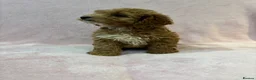 Cockapoo dogs for sale: Stunning F1 cockapoo puppies ready now  in Gainsborough - Advert 10
