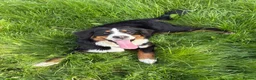 Bernese Mountain Dog dogs for sale: Bernese mountain dog puppy  in Leeds - Advert 6