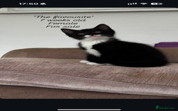Domestic Shorthair cats for sale: Tuxedo female kittens - Image 2