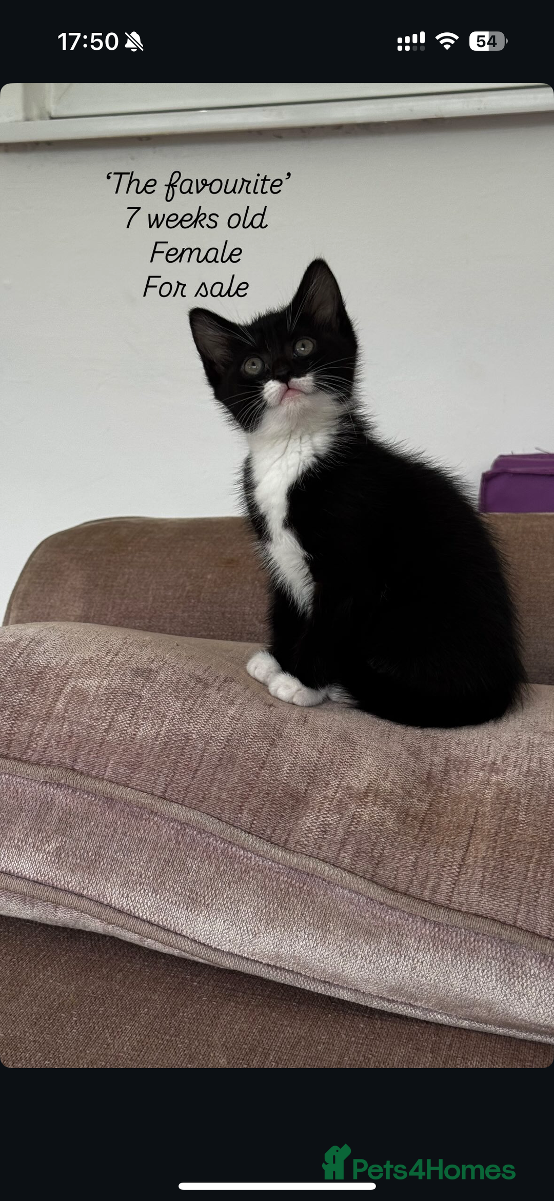 Domestic Shorthair cats for sale: Tuxedo female kittens - Image 2