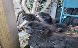 Chickens poultry for sale: Black silkie Cockerell  - Image 2