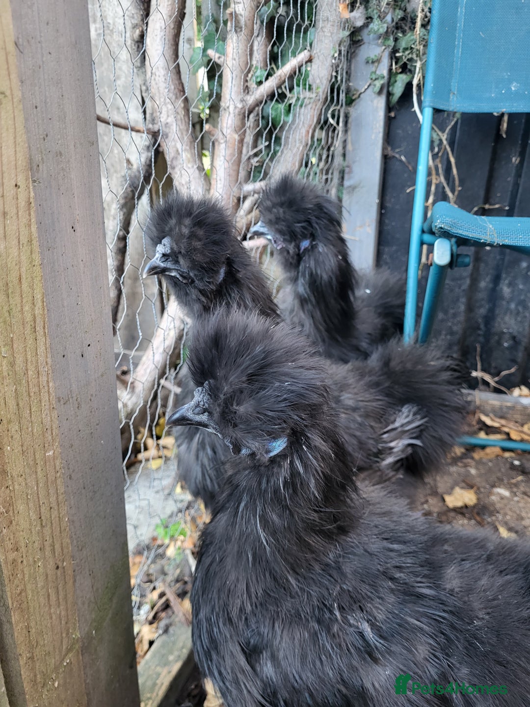 Chickens poultry for sale: Black silkie Cockerell  - Image 2