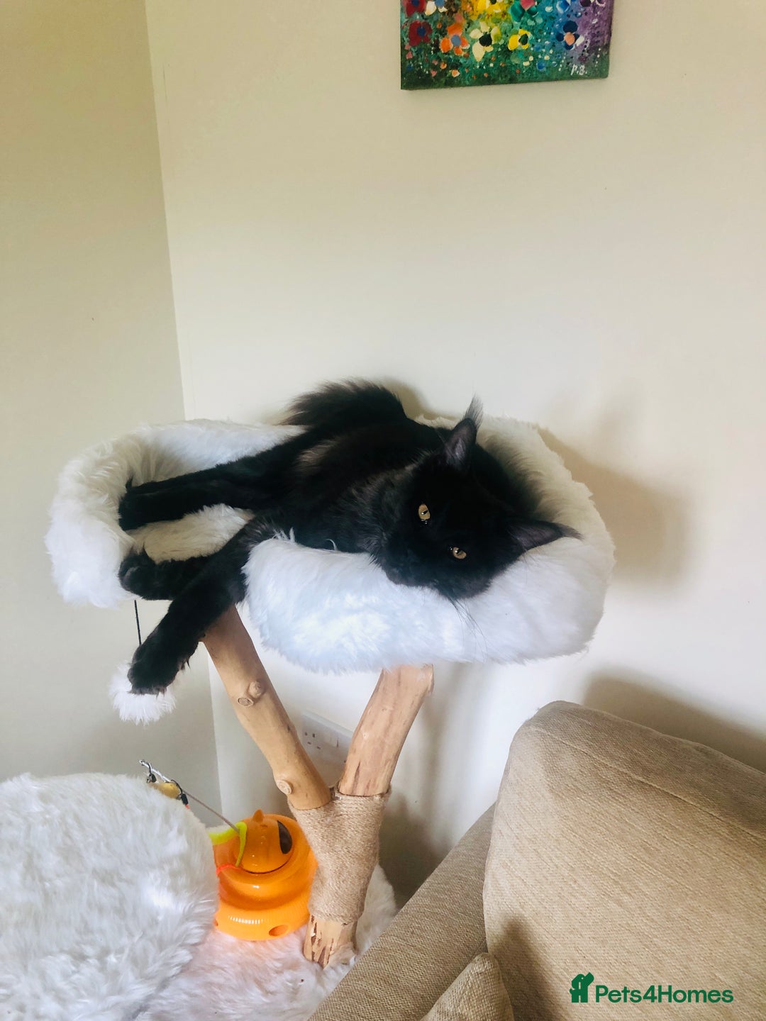 Maine Coon cats for sale: Black Smoke Maine Coon 8 months  - Image 3