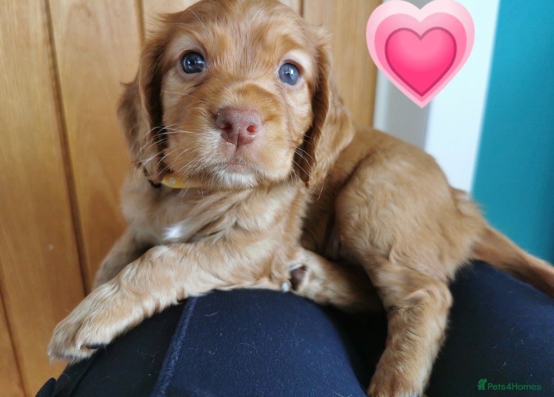 Cocker Spaniel dogs FTCH Pedigree Working Cocker Spaniels  - Advert 7