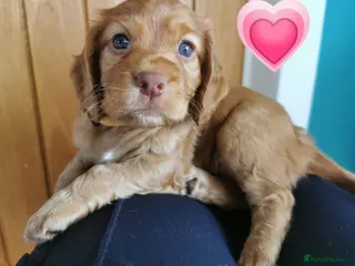 Cocker Spaniel dogs FTCH Pedigree Working Cocker Spaniels - Advert 7