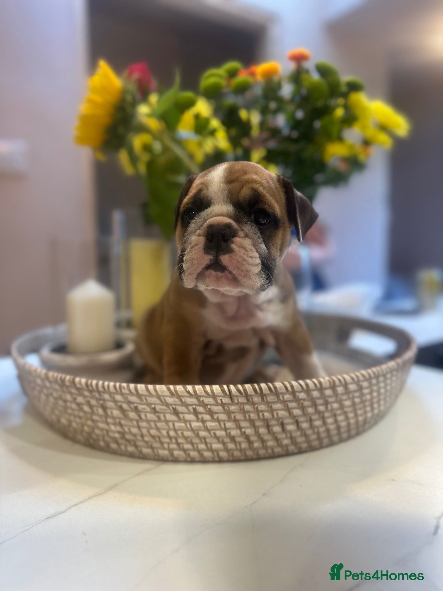English Bulldog dogs CHUNKY ENGLISH BULLDOG PUPPIES! 🤎 - Advert 1