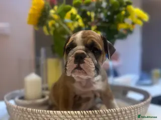 English Bulldog dogs CHUNKY ENGLISH BULLDOG PUPPIES! 🤎 - Advert 10