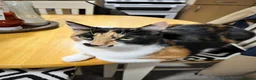 Mixed Breed cats for sale: 2 lovely male kittens left - Advert 8