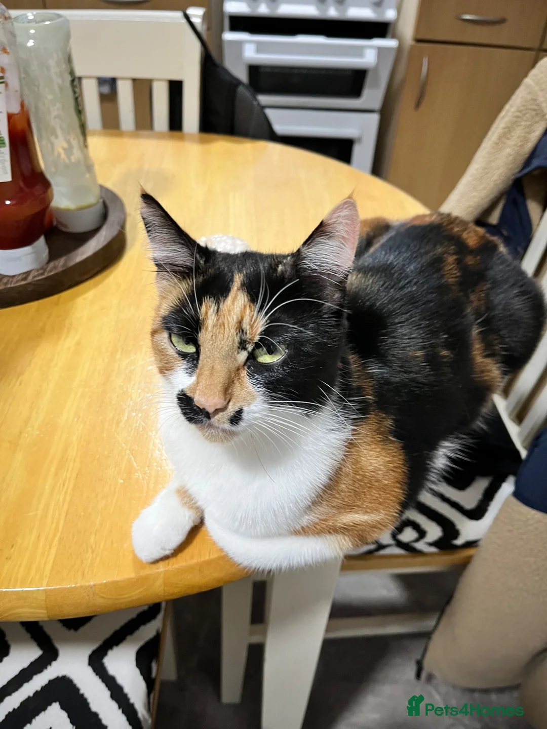 Mixed Breed cats for sale: 2 lovely male kittens left - Advert 8