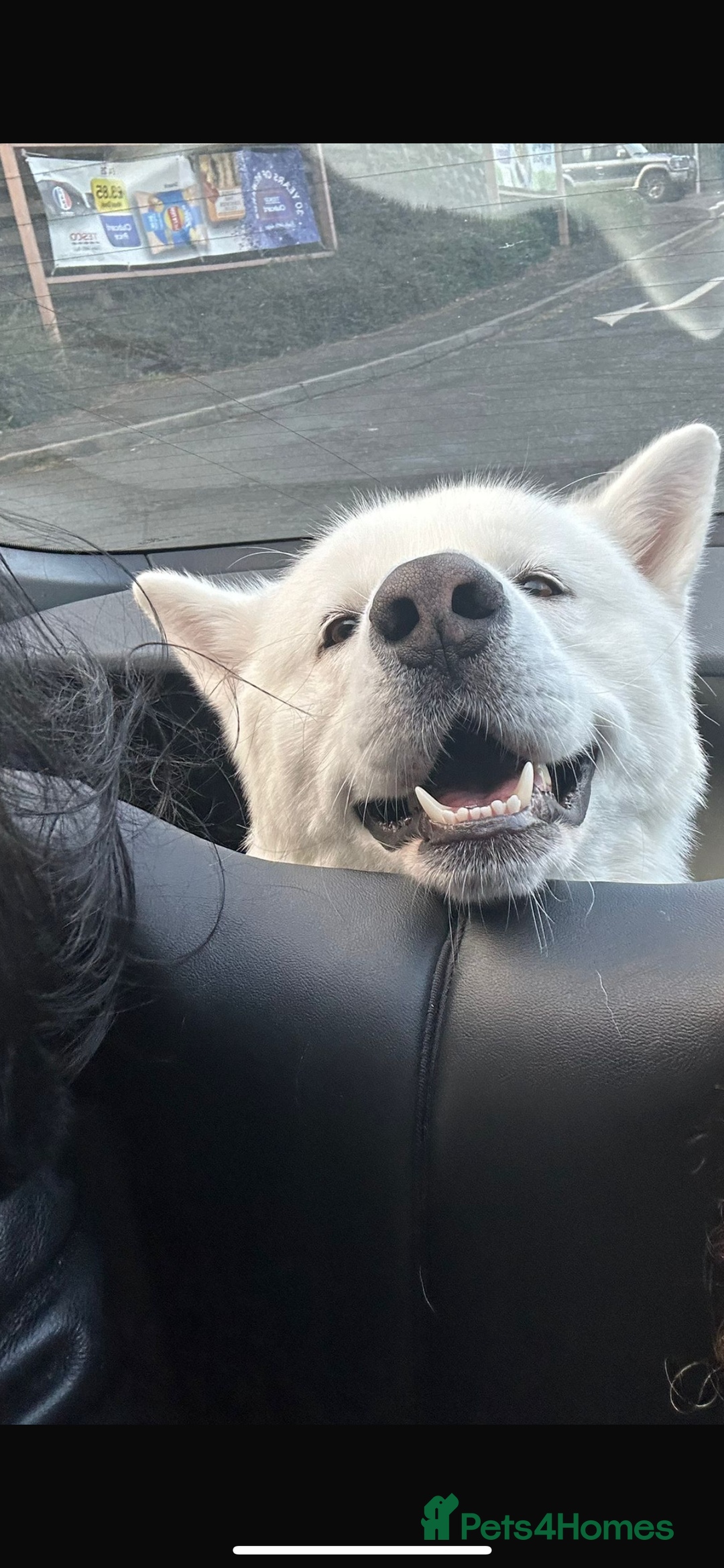 Japanese Akita Inu dogs for sale: Akai  - Advert 2