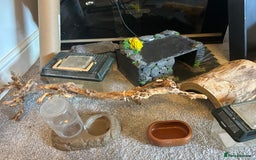 Bearded Dragon reptiles for sale: Reptile accessories and vivarium available - Advert 12
