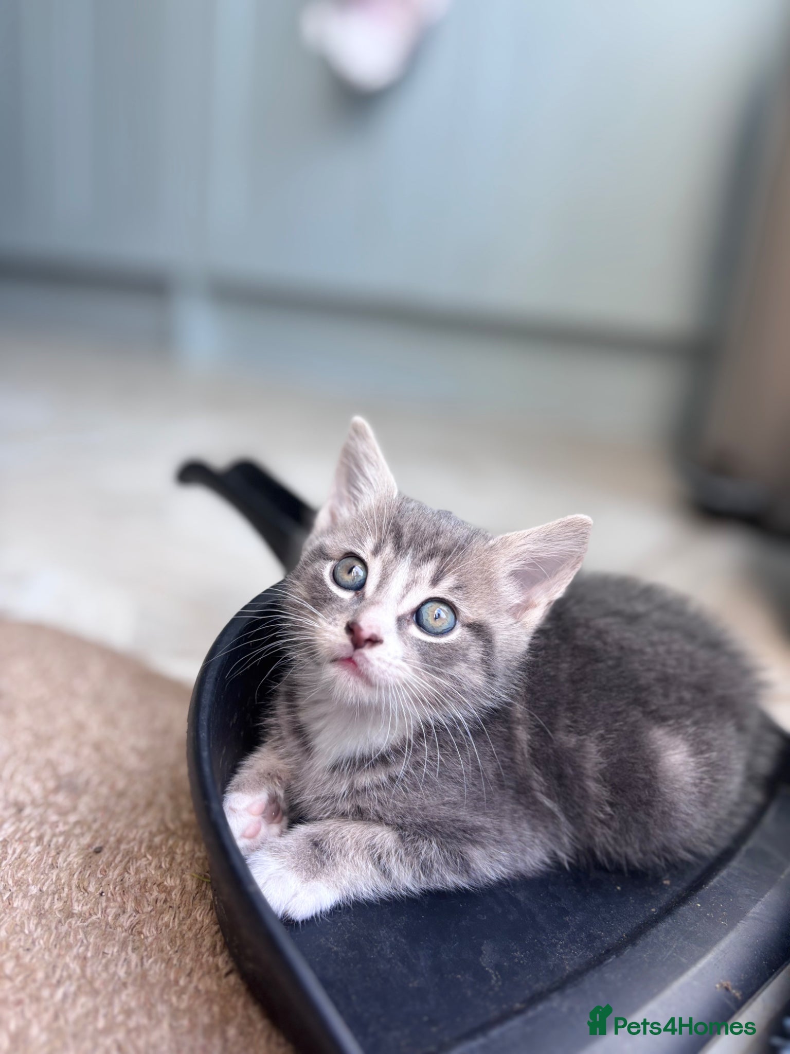 Mixed Breed cats for sale: 4 sweet kittens for new homes  in Thornton-Cleveleys - Advert 4