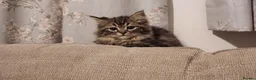Siberian cats for sale: Pure breed Siberian Kittens for sale in Derby - Advert 6