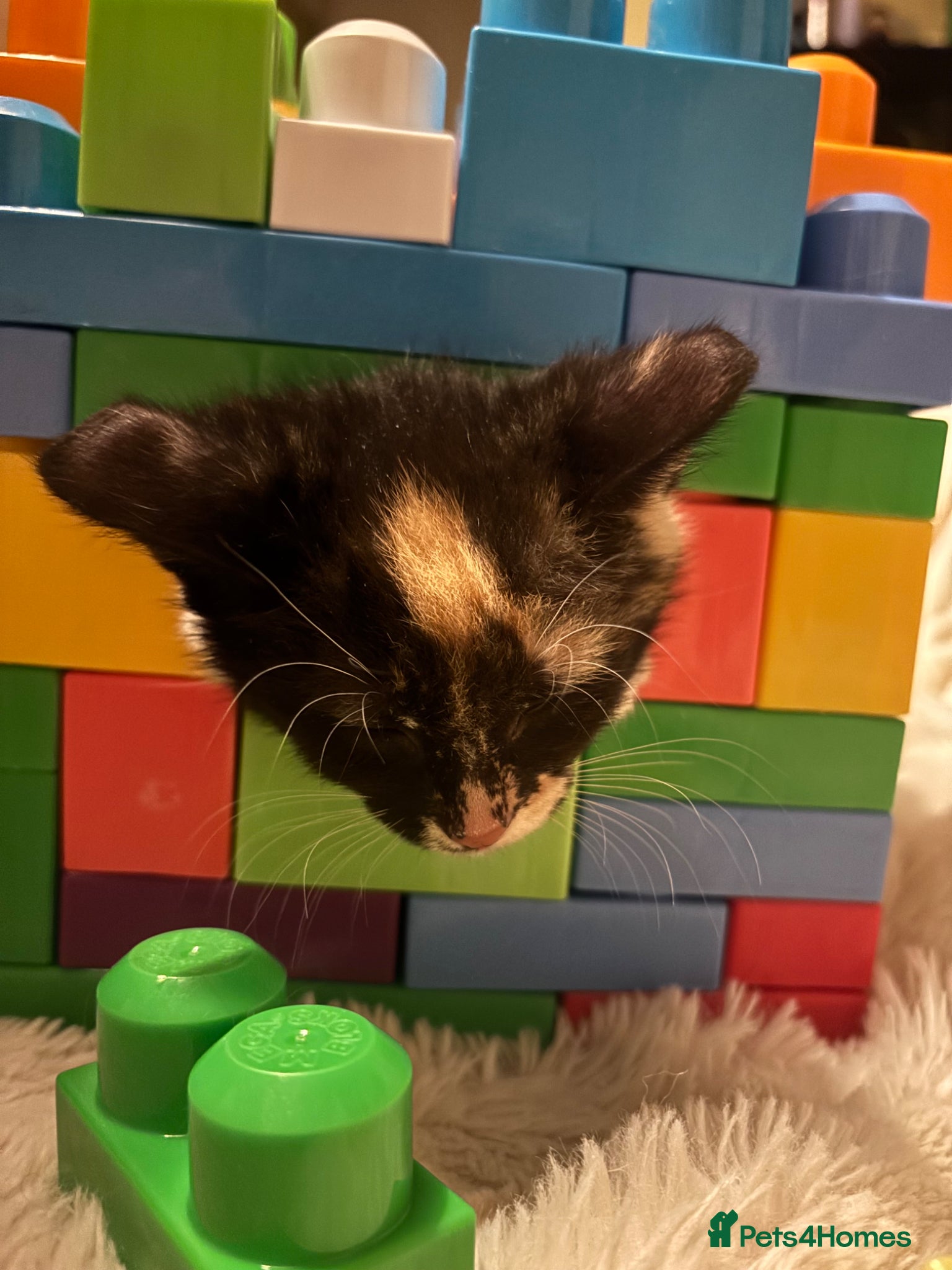 British Shorthair cats Beautiful mixed short heard kittens  - Advert 1