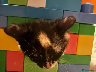 British Shorthair cats Beautiful mixed short heard kittens - Advert 1