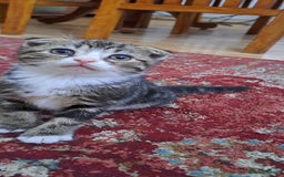 Scottish Fold cats for sale: Scottish fold/straight kittens and their mum - Image 14