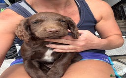 Sprocker dogs for sale: Stunning Chocolate Sprocker Spaniels in Llandysul - Image 11