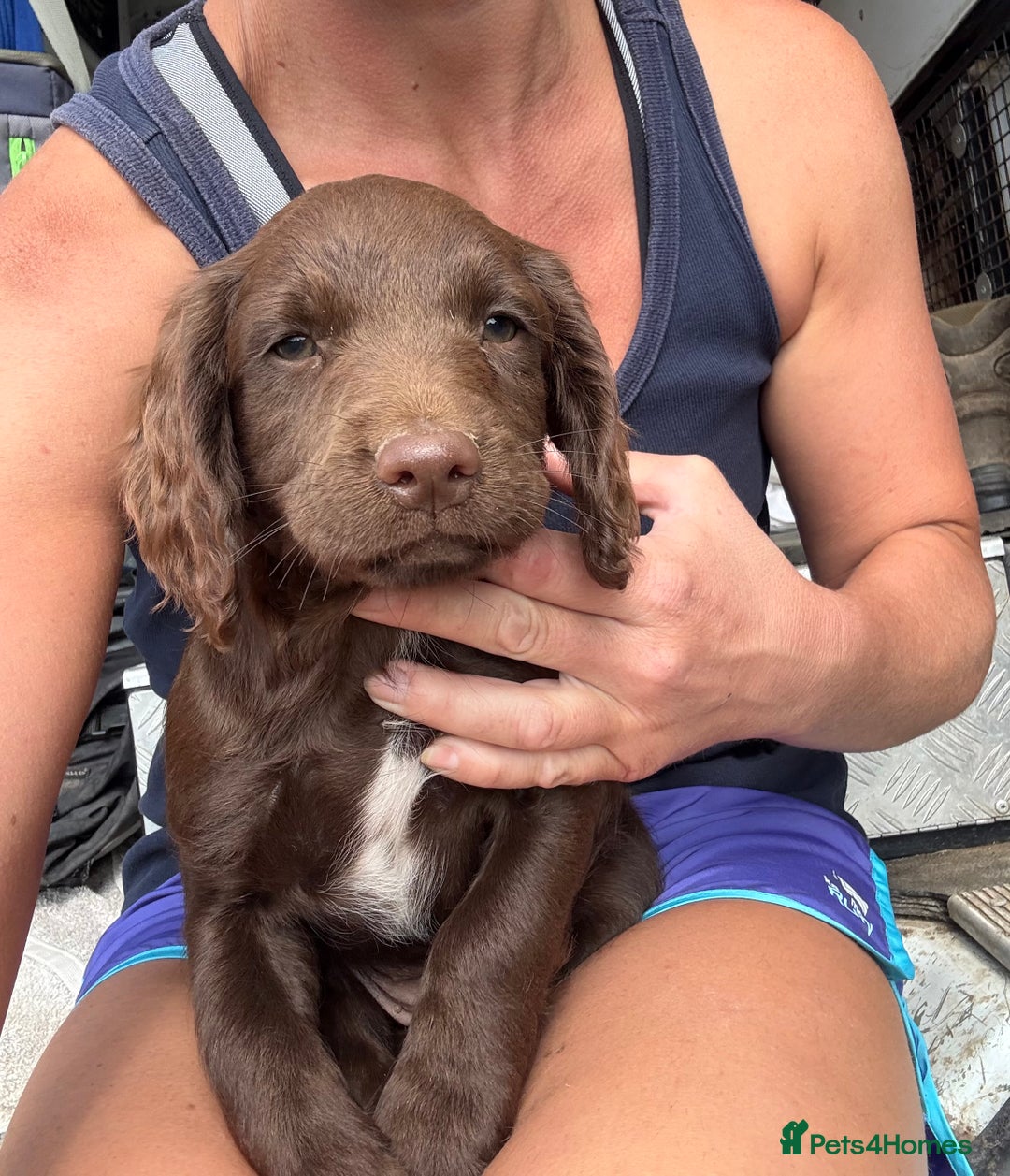 Sprocker dogs for sale: Stunning Chocolate Sprocker Spaniels in Llandysul - Image 11